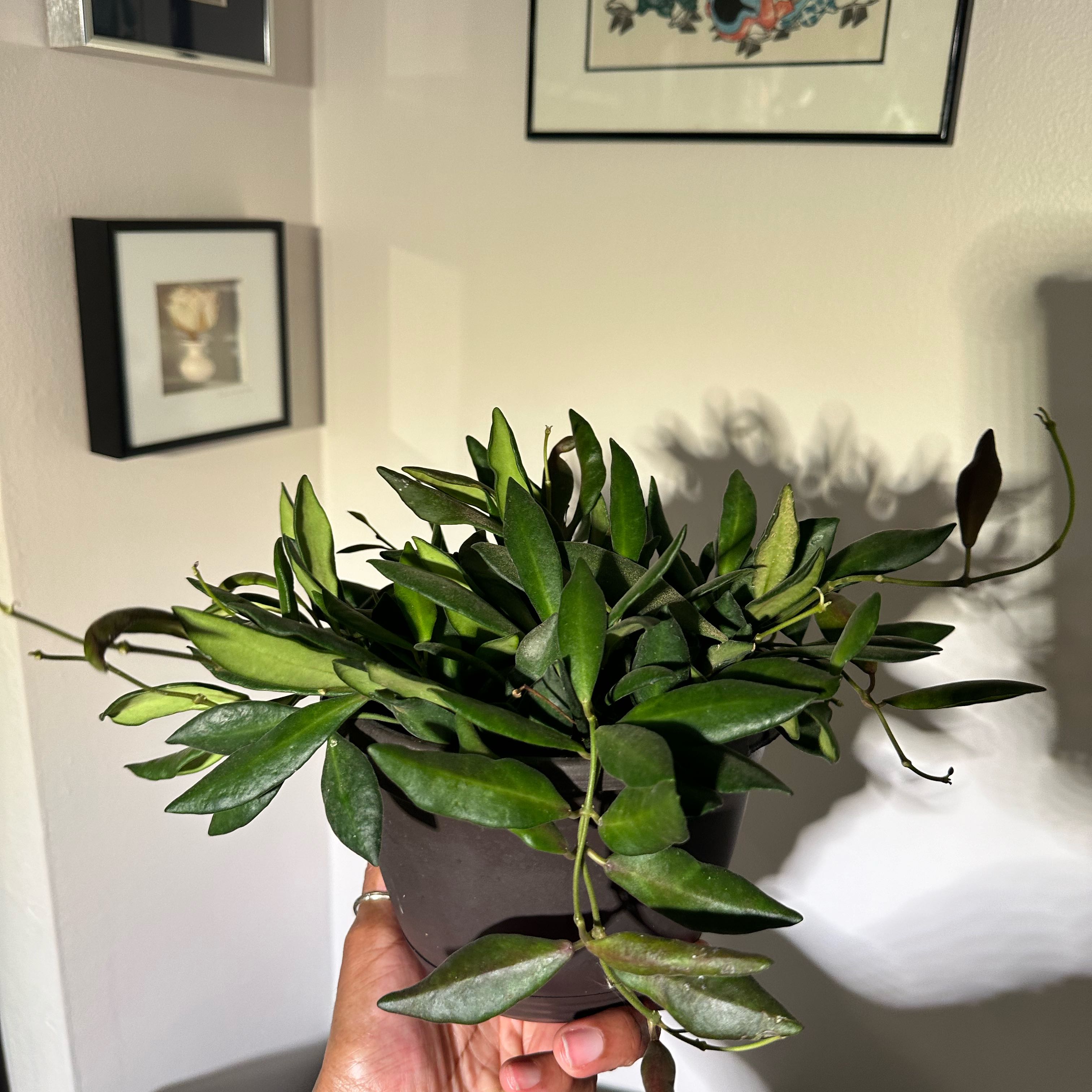 A healthy Hoya bilobata plant in a pot, held by a hand, with framed pictures in the background.