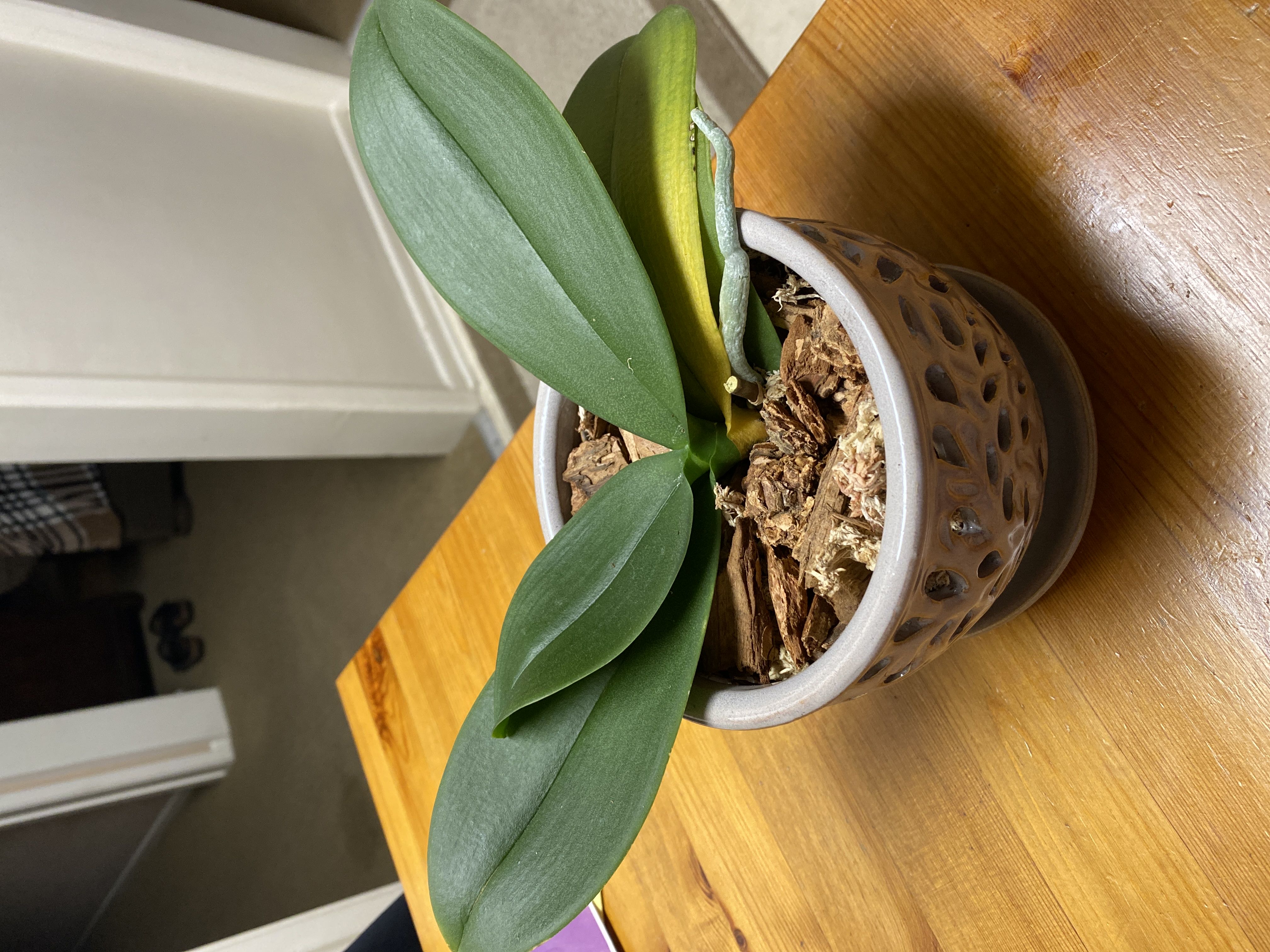 Not sure what wrong now. She’s repotted with good roots.