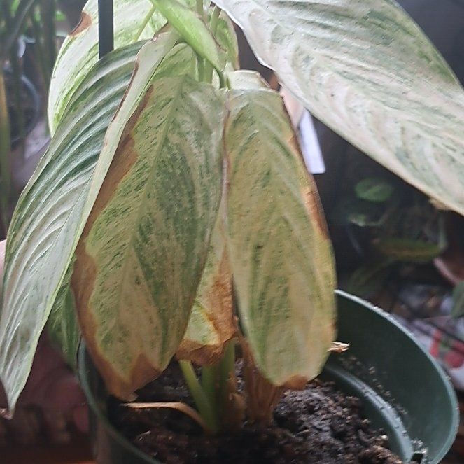 Photo of the plant species Charlie's Stromanthe by @ValorousSapote named ChloroPhil on Greg, the plant care app