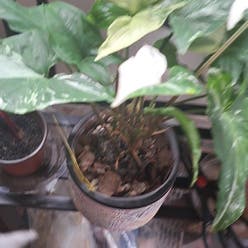 Three Kings Syngonium plant