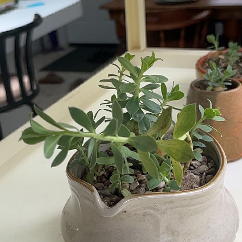 Potted Myrtle Spurge plant with some yellowing leaves, placed indoors.
