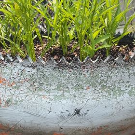 Photo of the plant species Carolina Mosquitofern by @RichlyCapeivy named Sonora on Greg, the plant care app