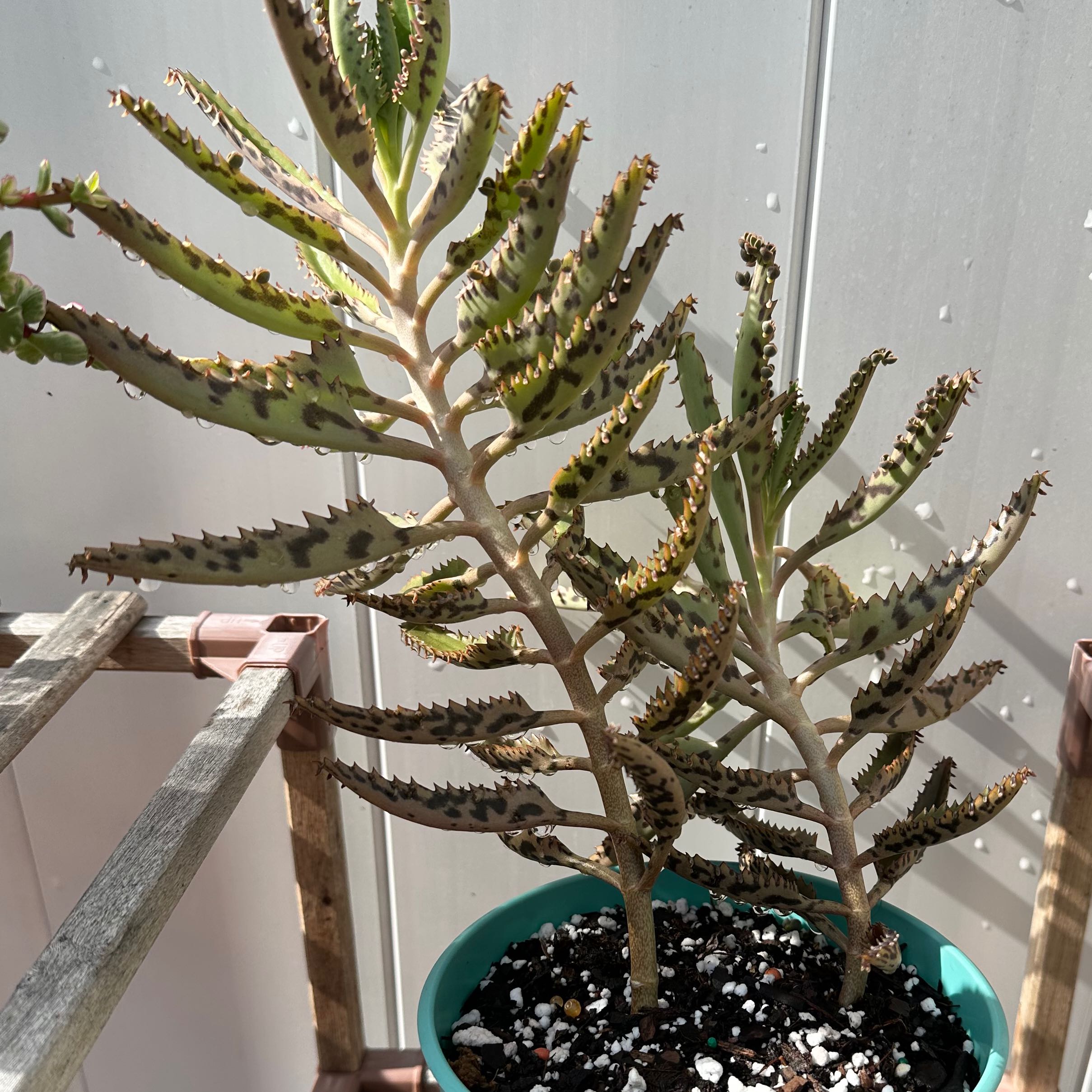 Houghton's Hybrid succulent with dark spots on leaves, potted in soil.