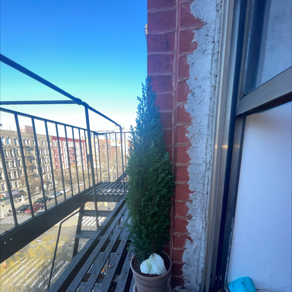 Lawson Cypress plant in a pot on a balcony with a cityscape in the background.
