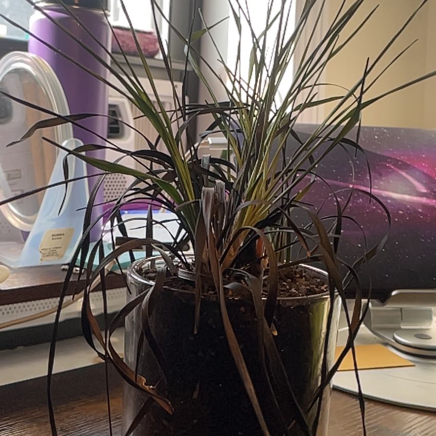 Photo of the plant species Crimson Fountaingrass by @wyattdplantzad named Spike Leaves on Greg, the plant care app