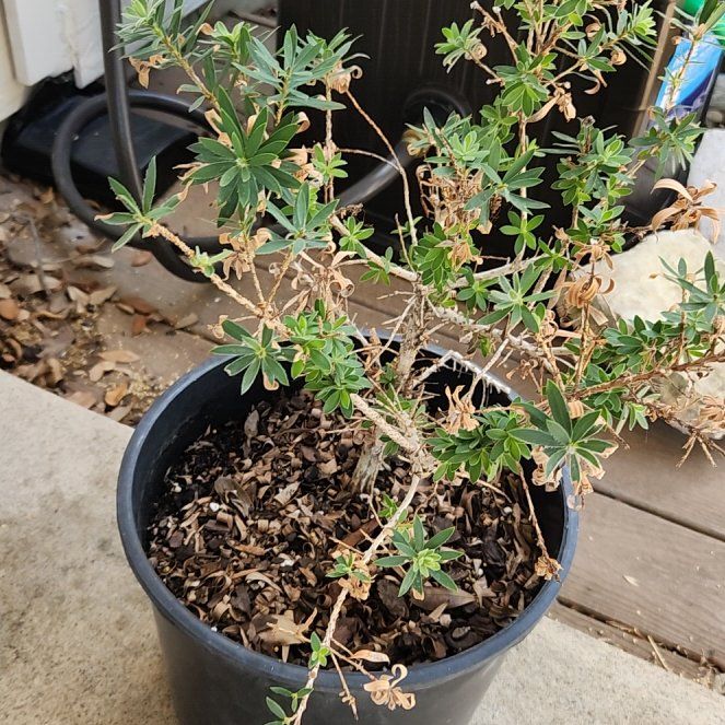 Photo of the plant species Callistemon viminalis by @petesh named Big Red on Greg, the plant care app