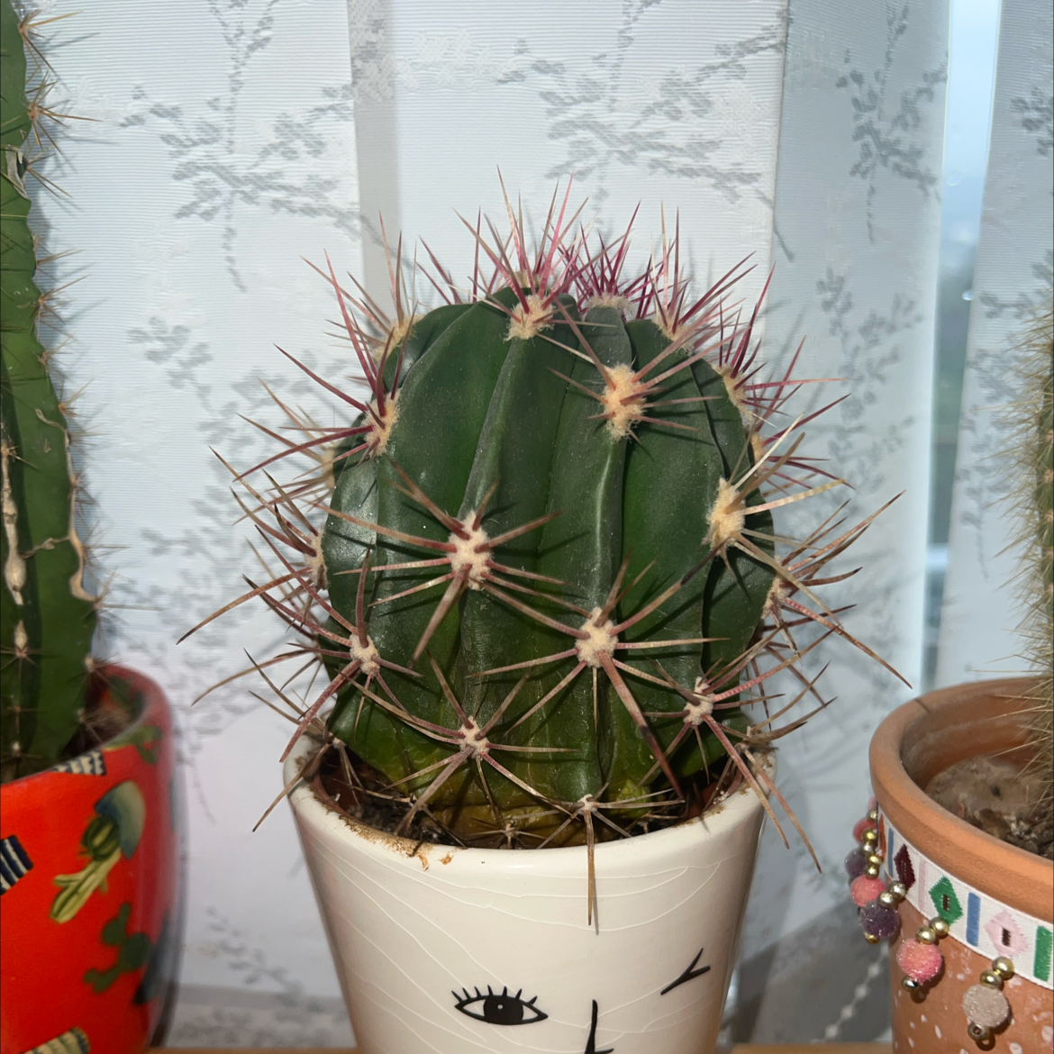 Devil's Tongue Barrel Cactus in a decorative pot, well-framed and healthy.