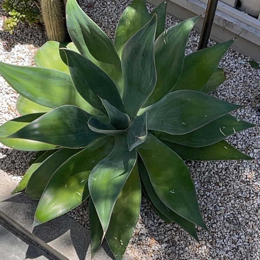 Photo of the plant species Agave 'Blue Flame' by @ResilientDodder named Blue flame on Greg, the plant care app