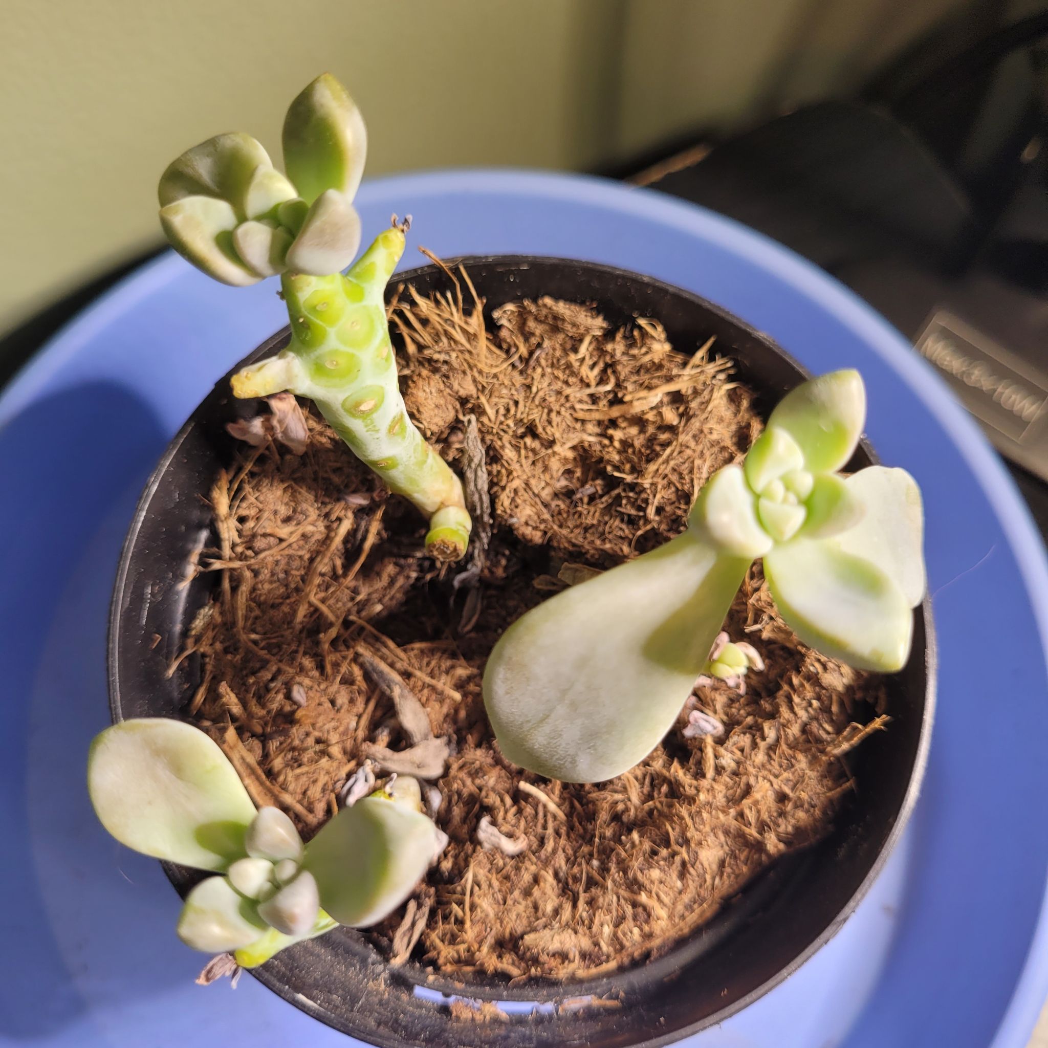 Potted Graptosedum 'Ghosty' plant with three stems and visible soil.