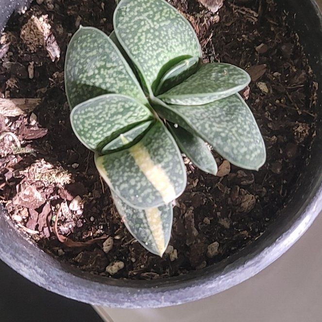Photo of the plant species Ox Tongue by @EarthyToropapa named Sonora on Greg, the plant care app