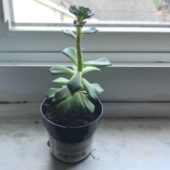 Photo of the plant species Echeveria 'Atroviridis' by @GutsyBaytree named Cornelious on Greg, the plant care app
