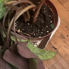 Photo of the plant species Apoballis Red Sword by @Trashcangarden named Delilah on Greg, the plant care app