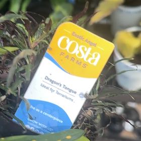 Photo of the plant species Easter Orchid by @Trashcangarden named Naomi on Greg, the plant care app