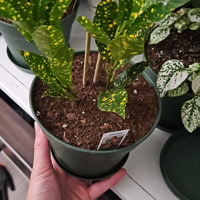 Photo of the plant species Croton 'Norma' by @RegalAjídulce named Tree Diddy on Greg, the plant care app