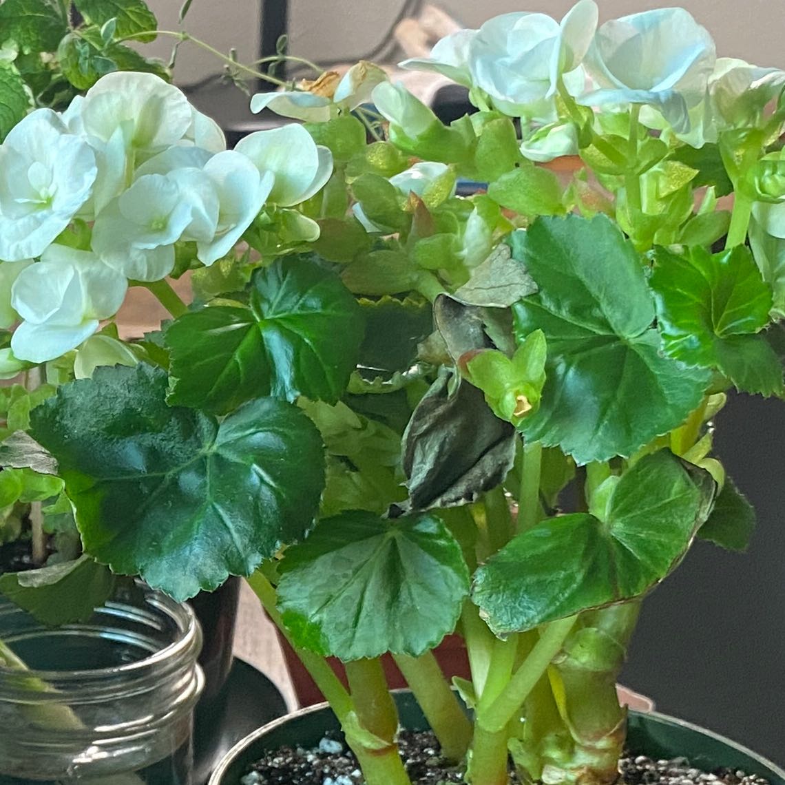 Photo of the plant species Amstel Carnival Begonia by @ProperBonsi named Tree Diddy on Greg, the plant care app