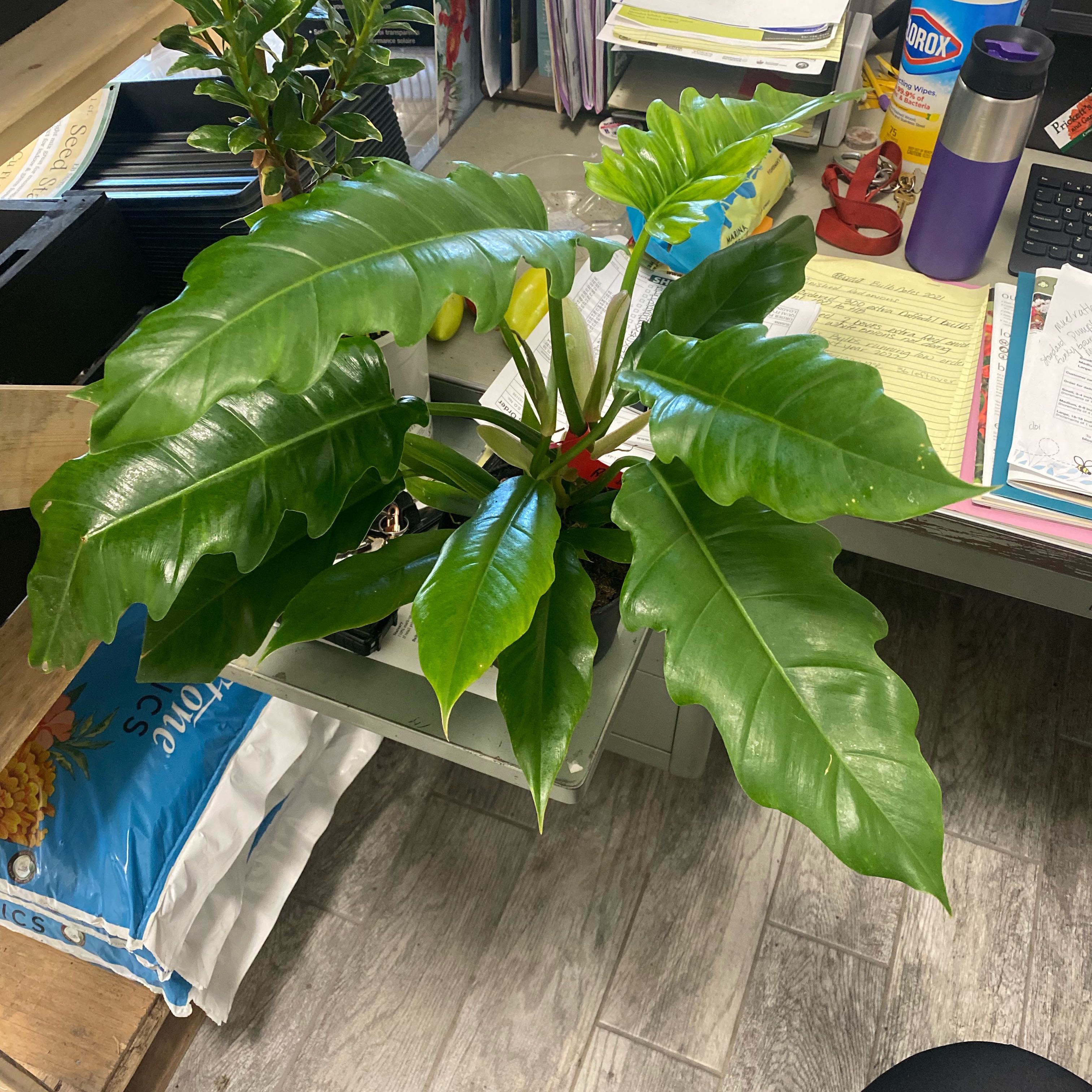 Healthy Tiger Tooth Philodendron with large, glossy green leaves on a desk.