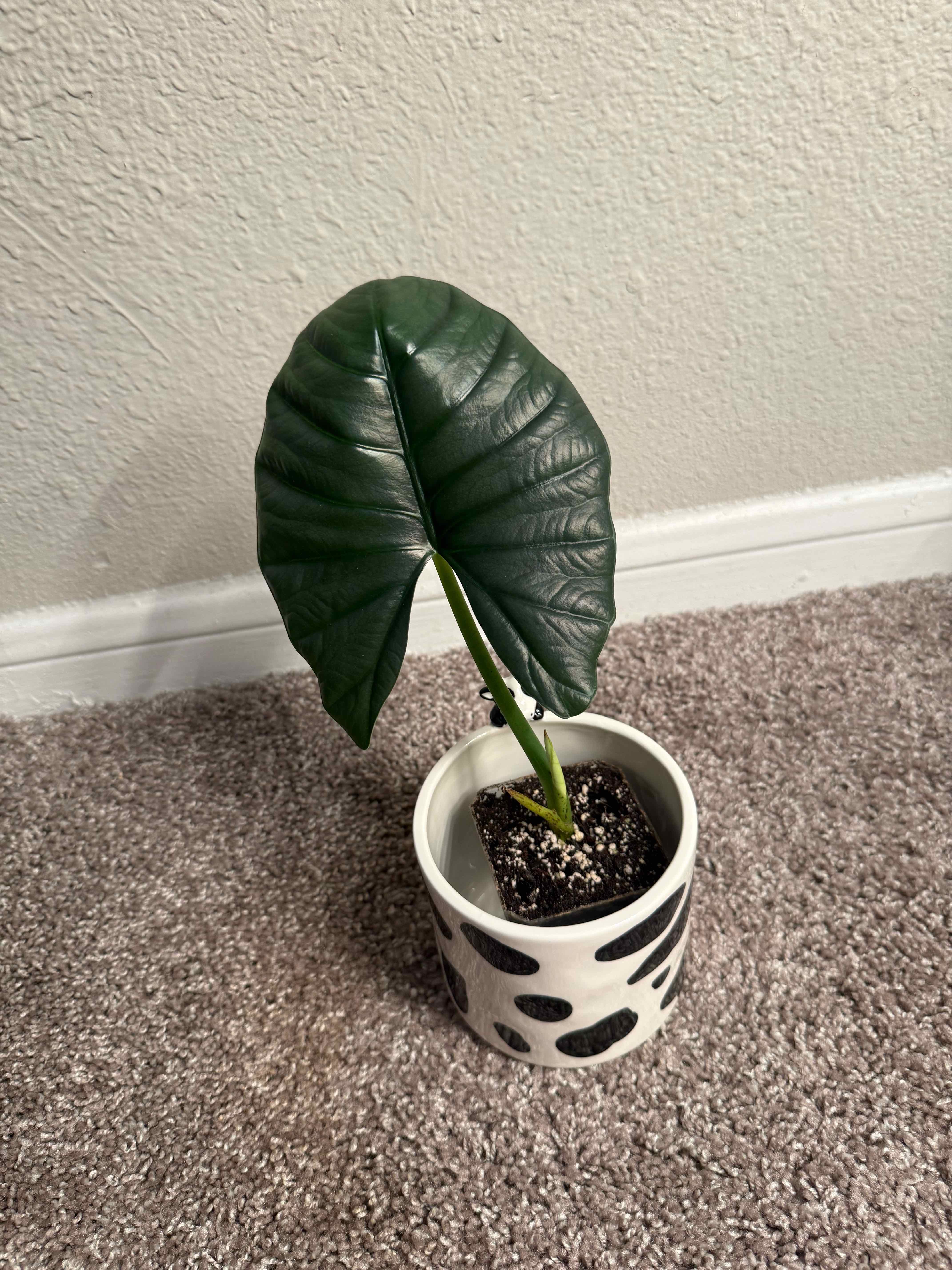 Photo of the plant species Alocasia Reginae Black by @tayafrancis named Sullivan on Greg, the plant care app
