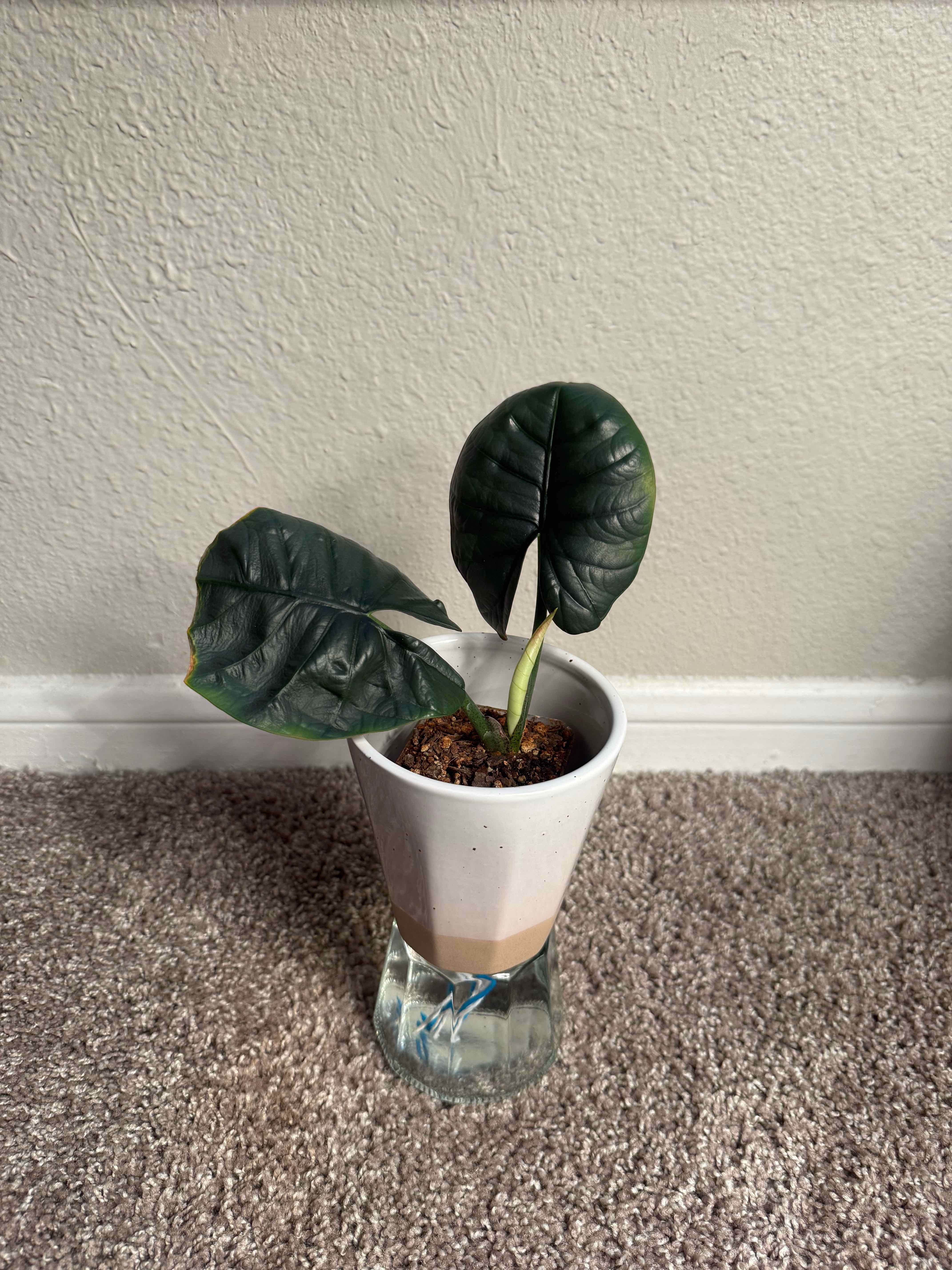 Photo of the plant species Alocasia Reginae Black by @tayafrancis named B on Greg, the plant care app