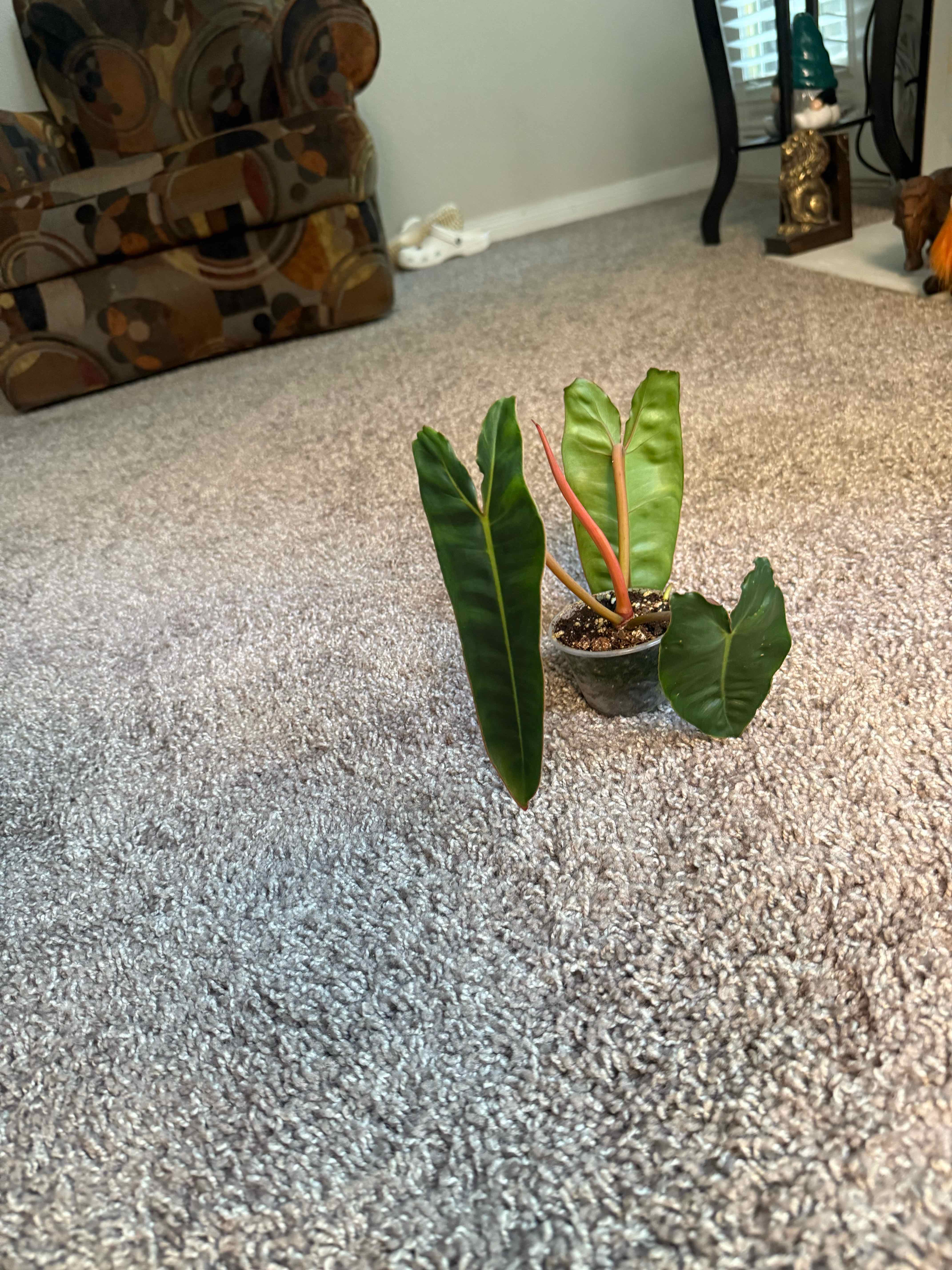 Photo of the plant species Philodendron billietiae atabapoense by @tayafrancis named Xavian on Greg, the plant care app