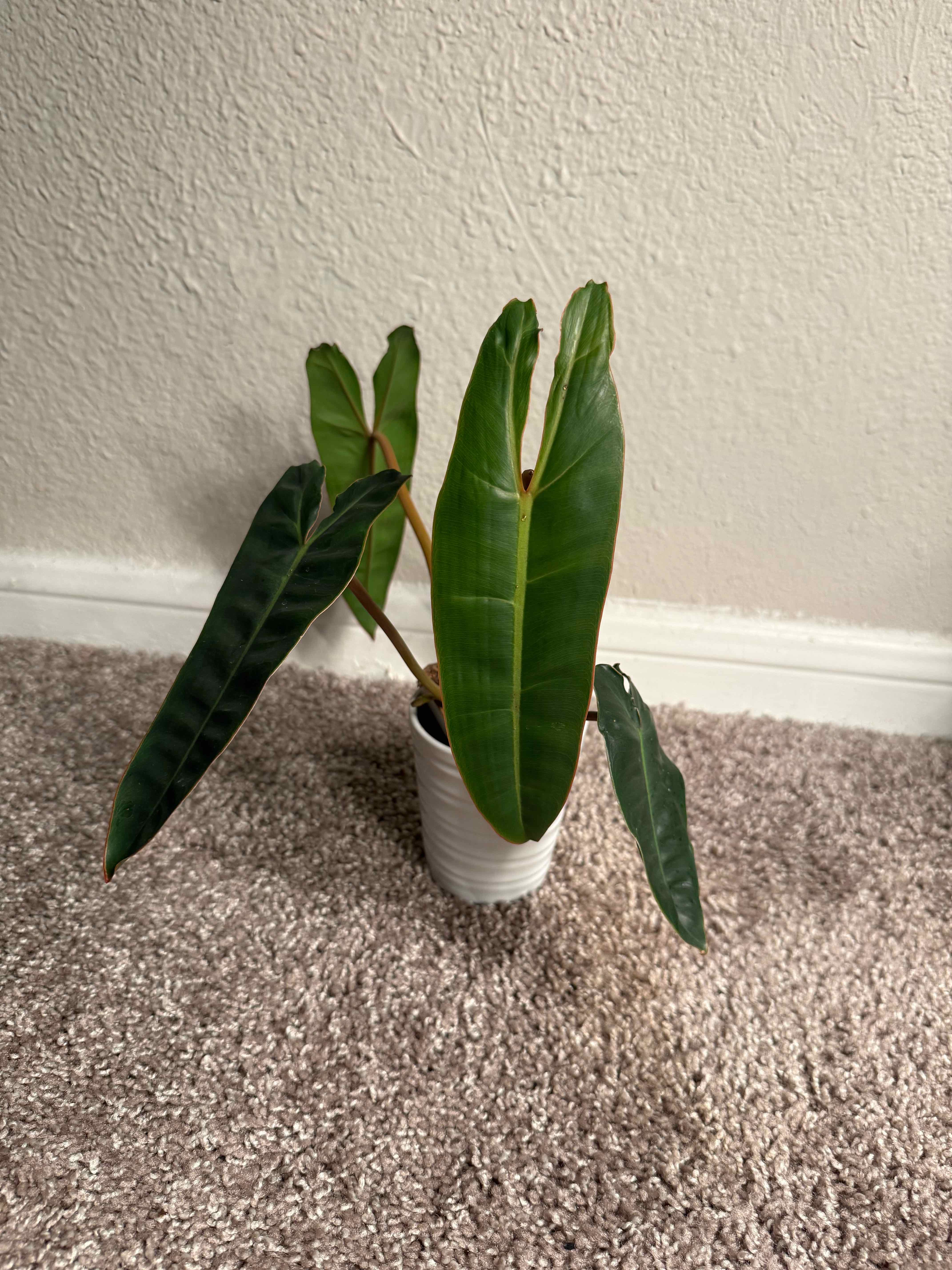 Photo of the plant species Philodendron billietiae atabapoense by @tayafrancis named G on Greg, the plant care app