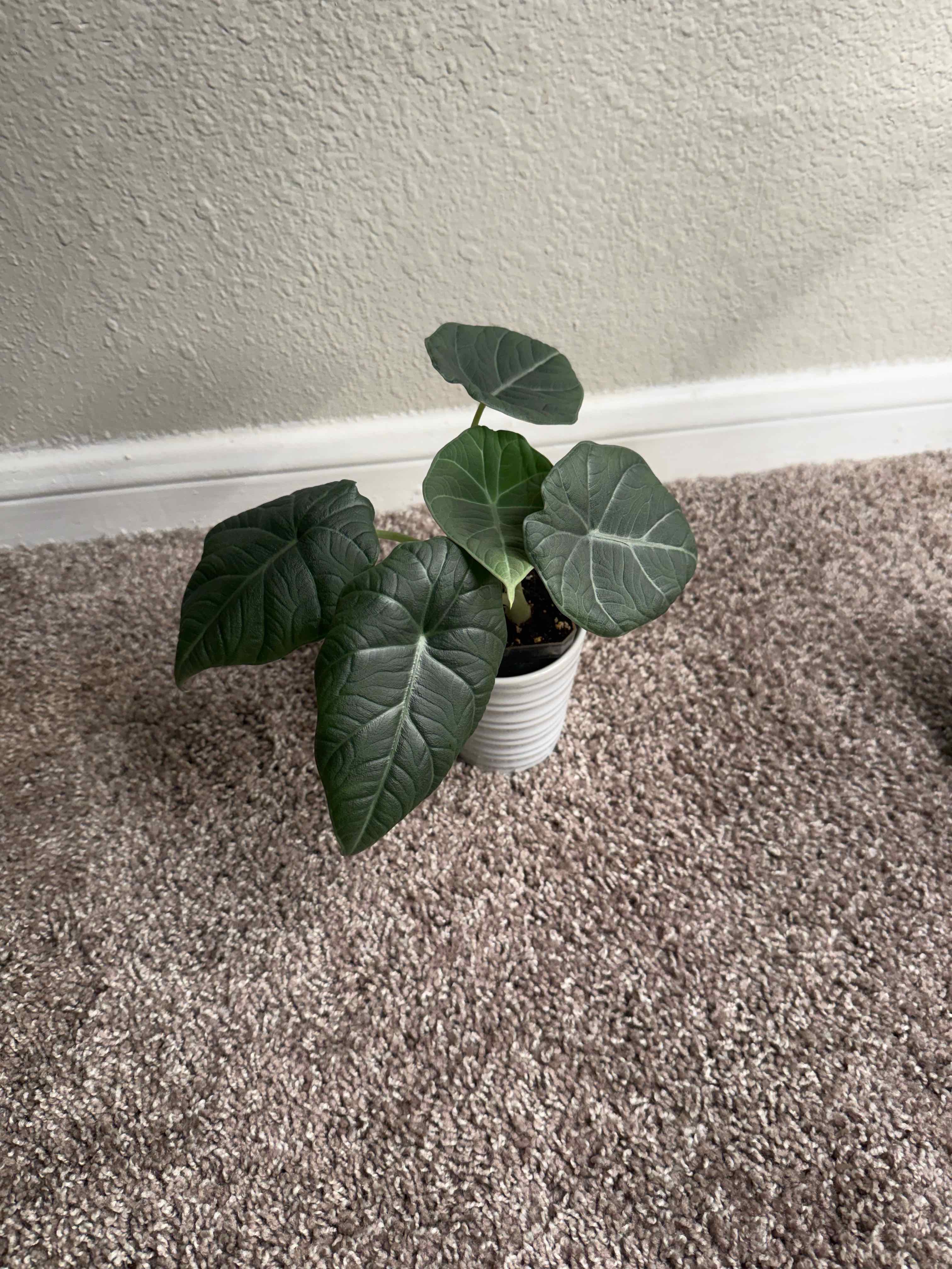 Photo of the plant species Alocasia 'Rugosa' by @tayafrancis named Banks on Greg, the plant care app
