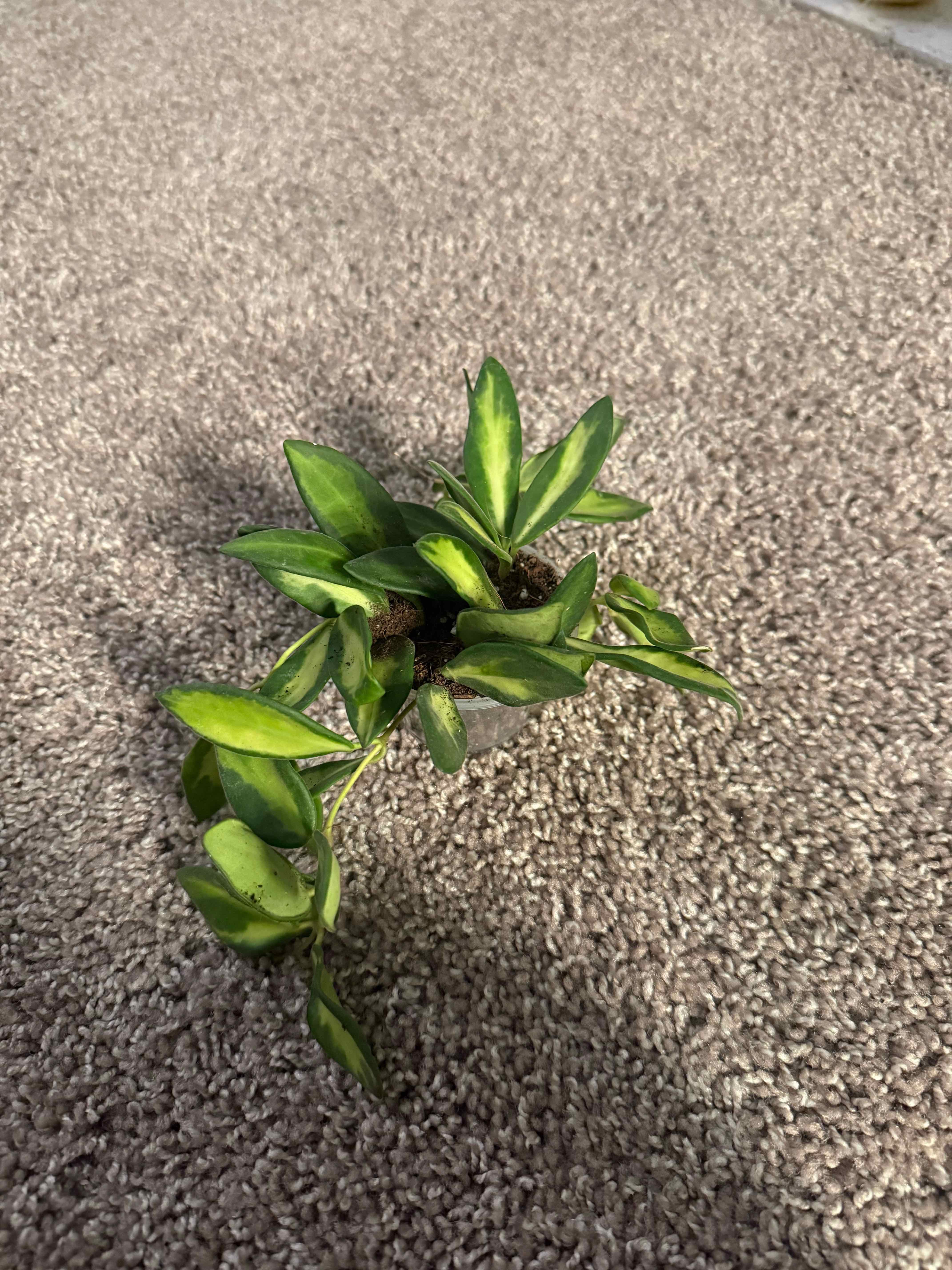 Photo of the plant species hoya burtoniae variegata by @tayafrancis named H on Greg, the plant care app