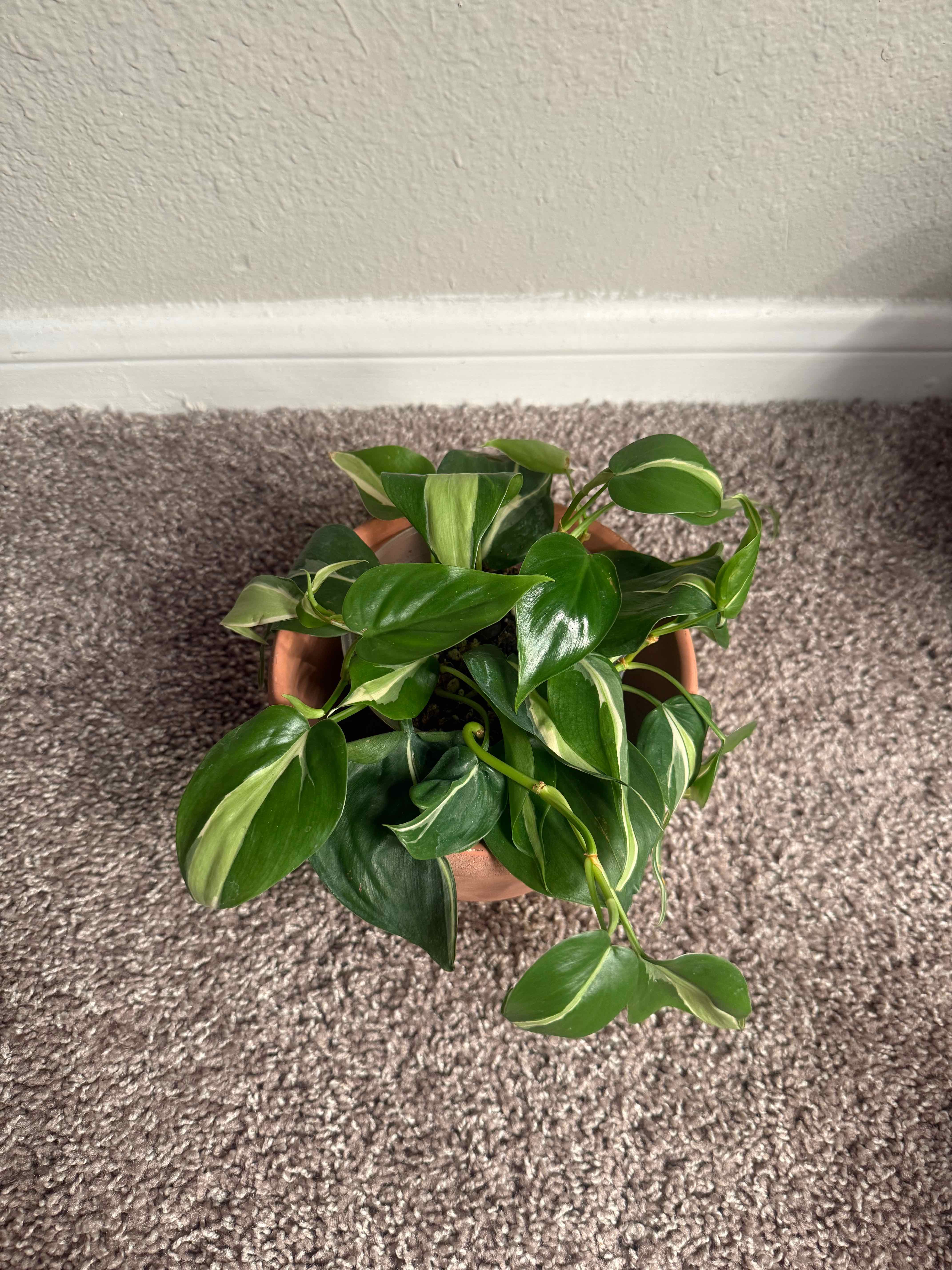 Photo of the plant species Silver Stripe Philodendron by @tayafrancis named H on Greg, the plant care app