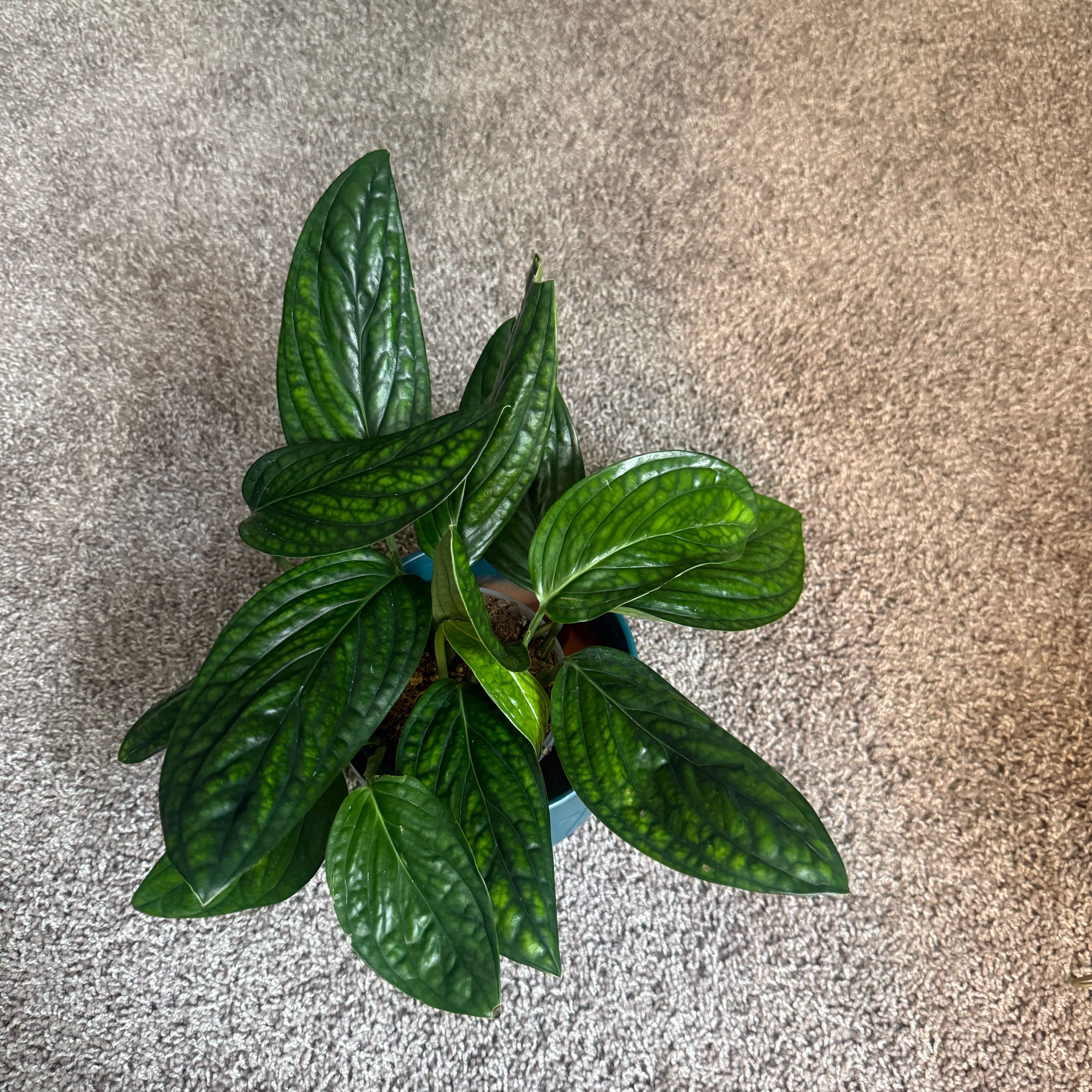 Photo of the plant species Monstera Peru by @tayafrancis named Z on Greg, the plant care app