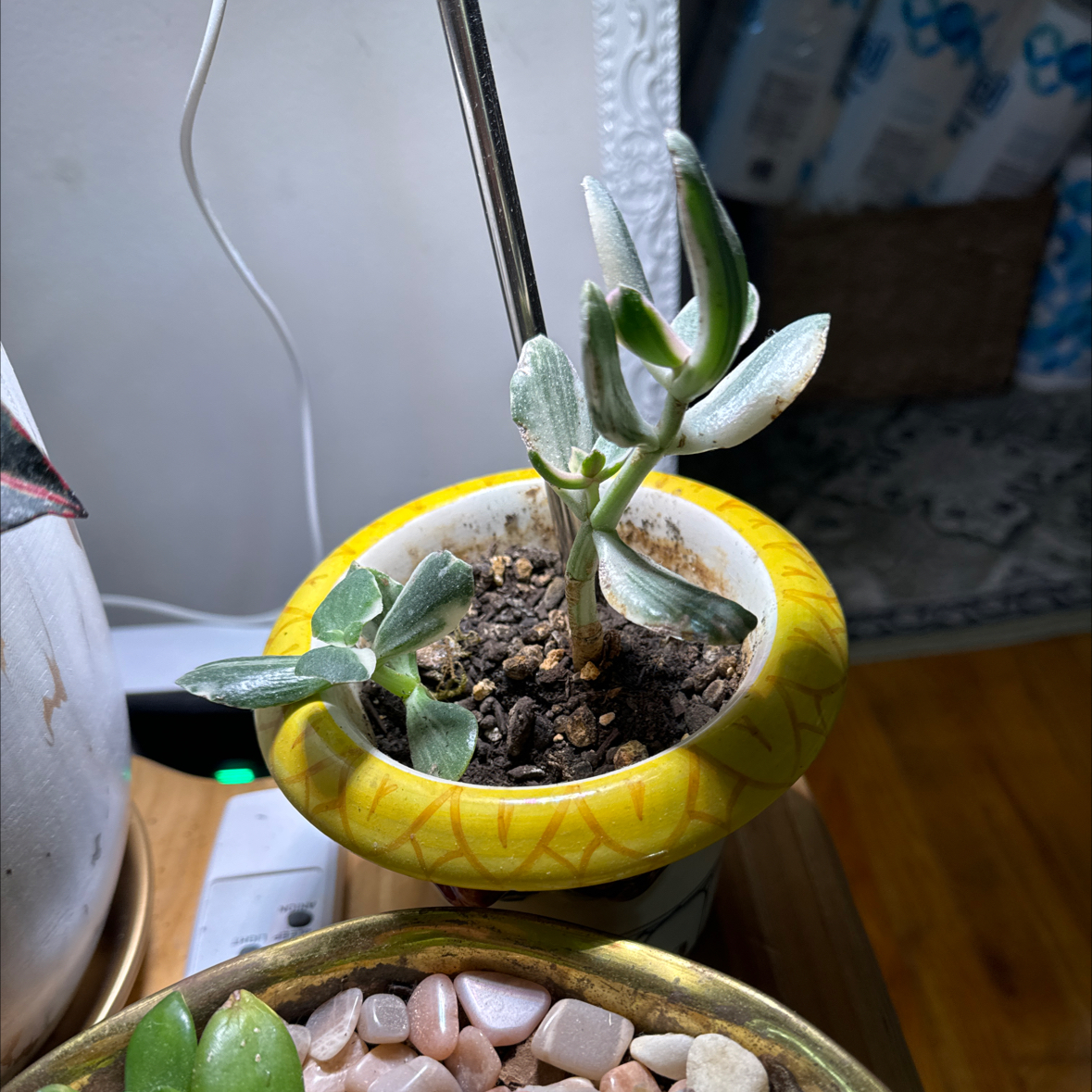 Variegated jade plant in a small pot with visible soil, appears healthy.