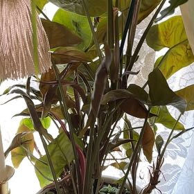 Photo of the plant species Arrowhead Plant by @NewAnisetree named Bigleef Smalls on Greg, the plant care app