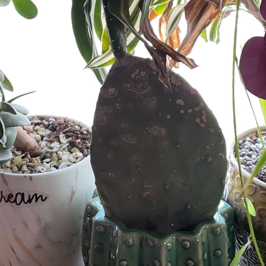 Photo of the plant species prickly pear by @NewAnisetree named Sanders on Greg, the plant care app