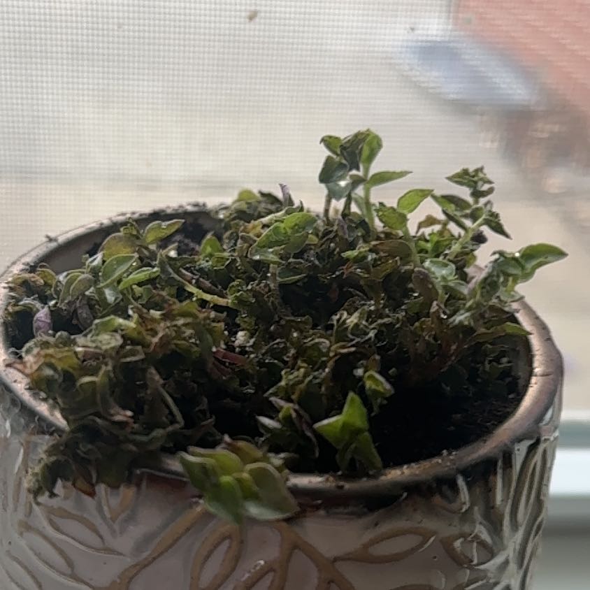 Photo of the plant species Turtle Vine by @SuavePlanty named Nemo on Greg, the plant care app