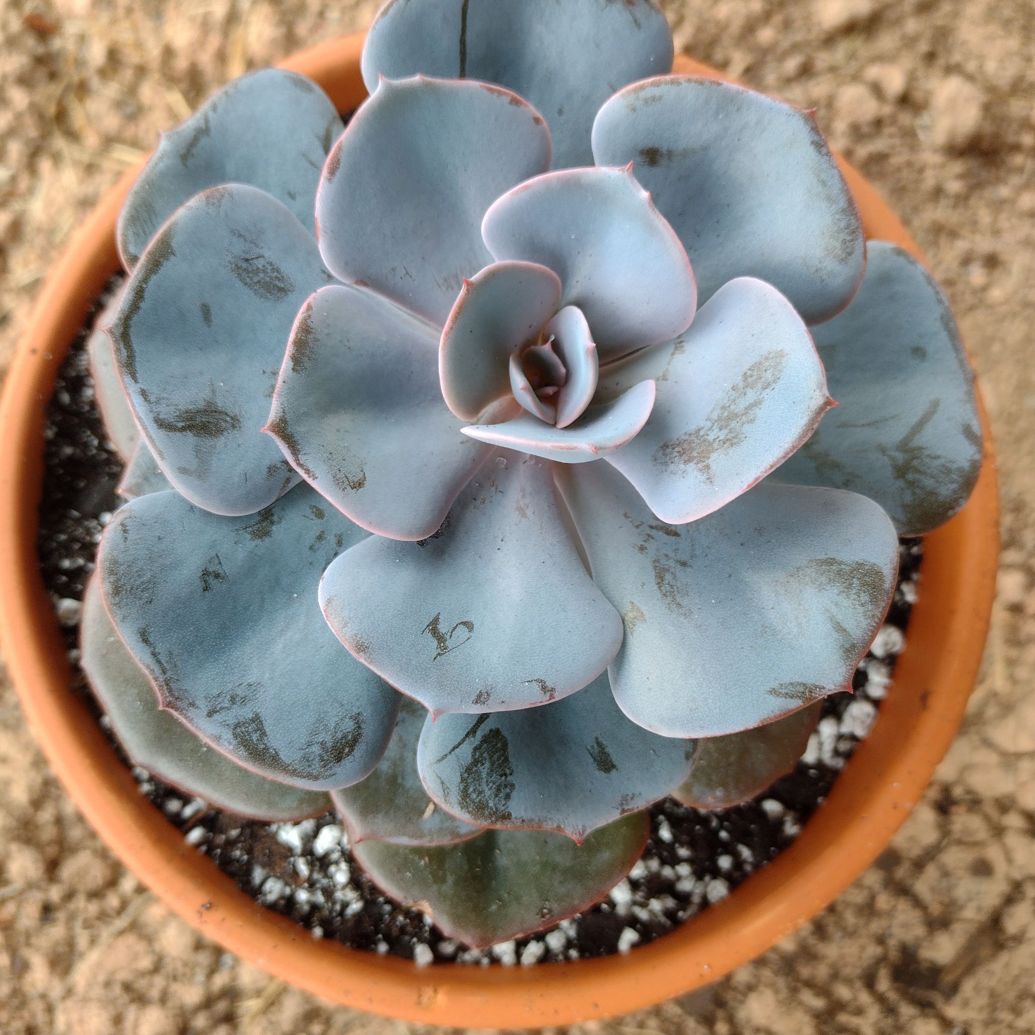 Potted Echeveria 'Dusty Rose' succulent in good health with visible soil.