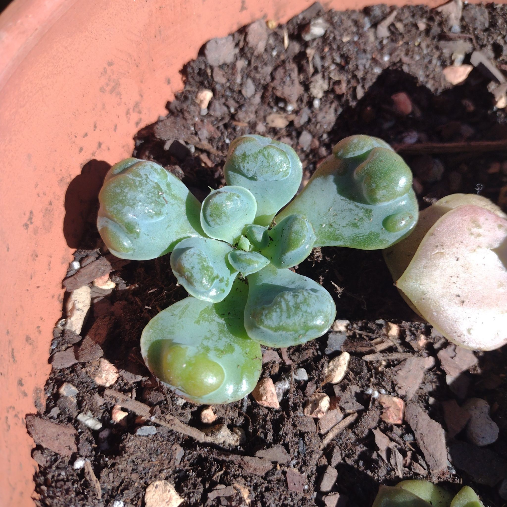 Raindrops Echeveria succulent in a pot with visible soil, appearing healthy.