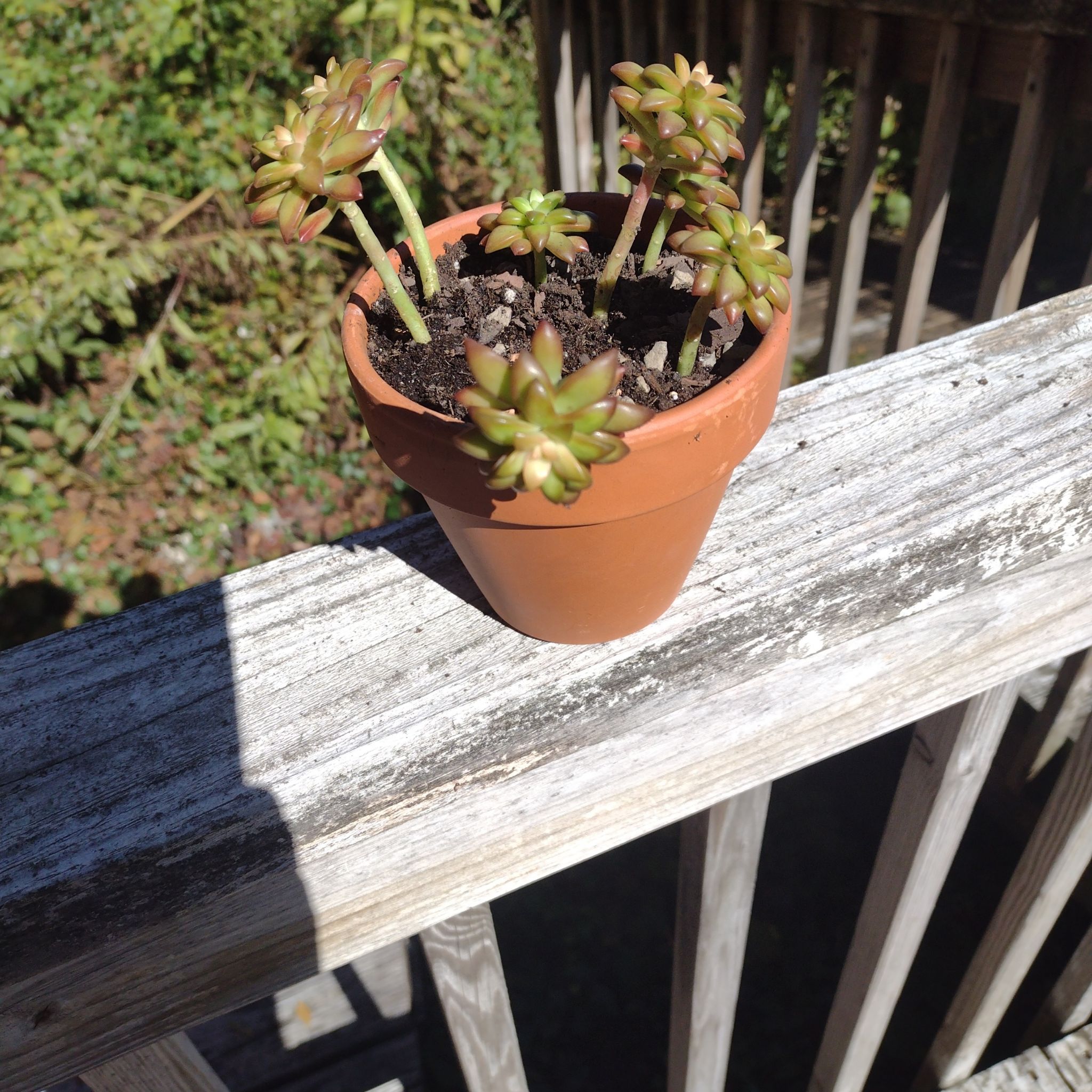 Potted Sedum adolphi 'Shooting Stars' plant on a wooden railing with greenery in the background.