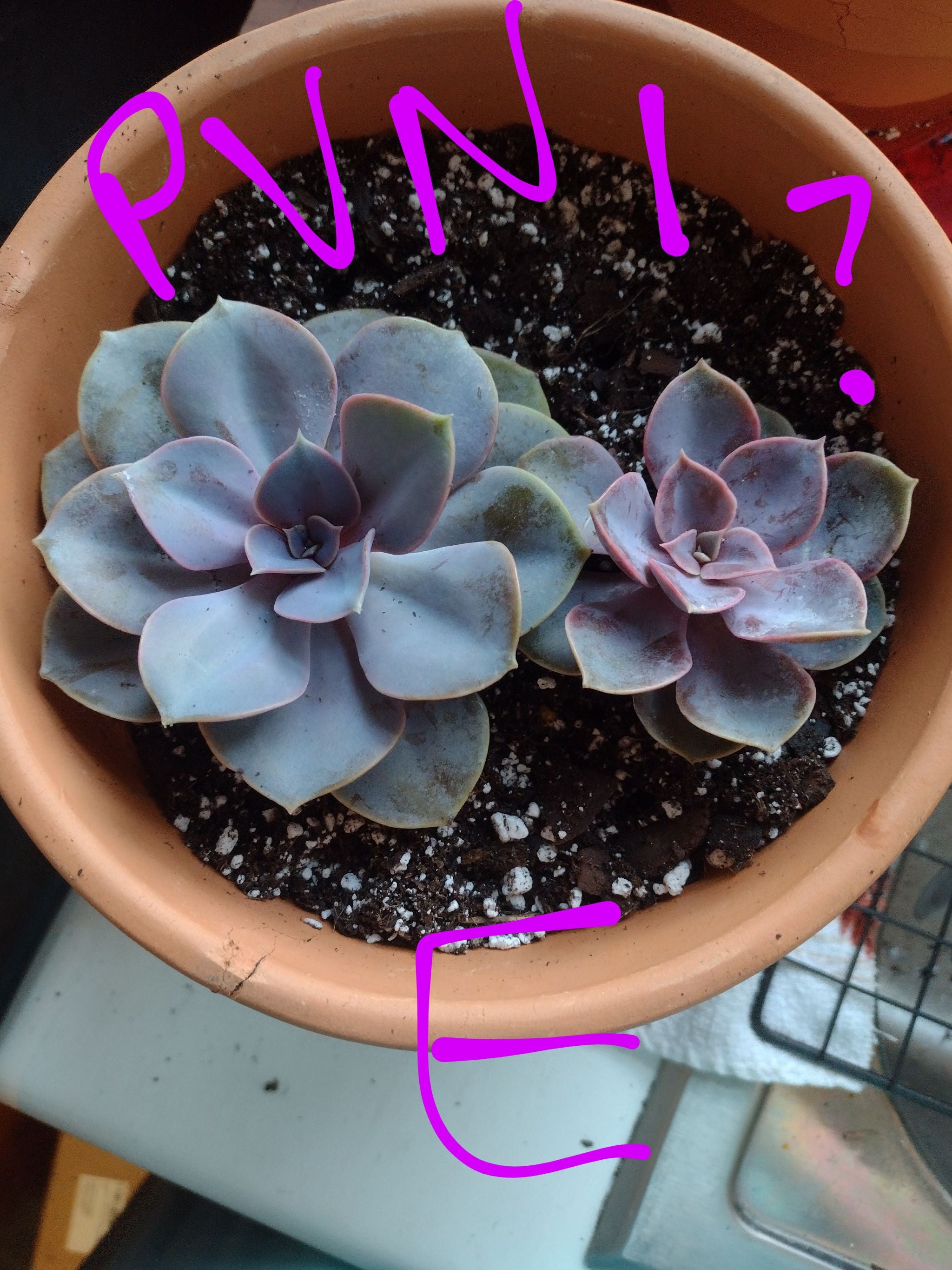 Why You Shouldn’t Eat Graptoveria 'Bella' 🍇