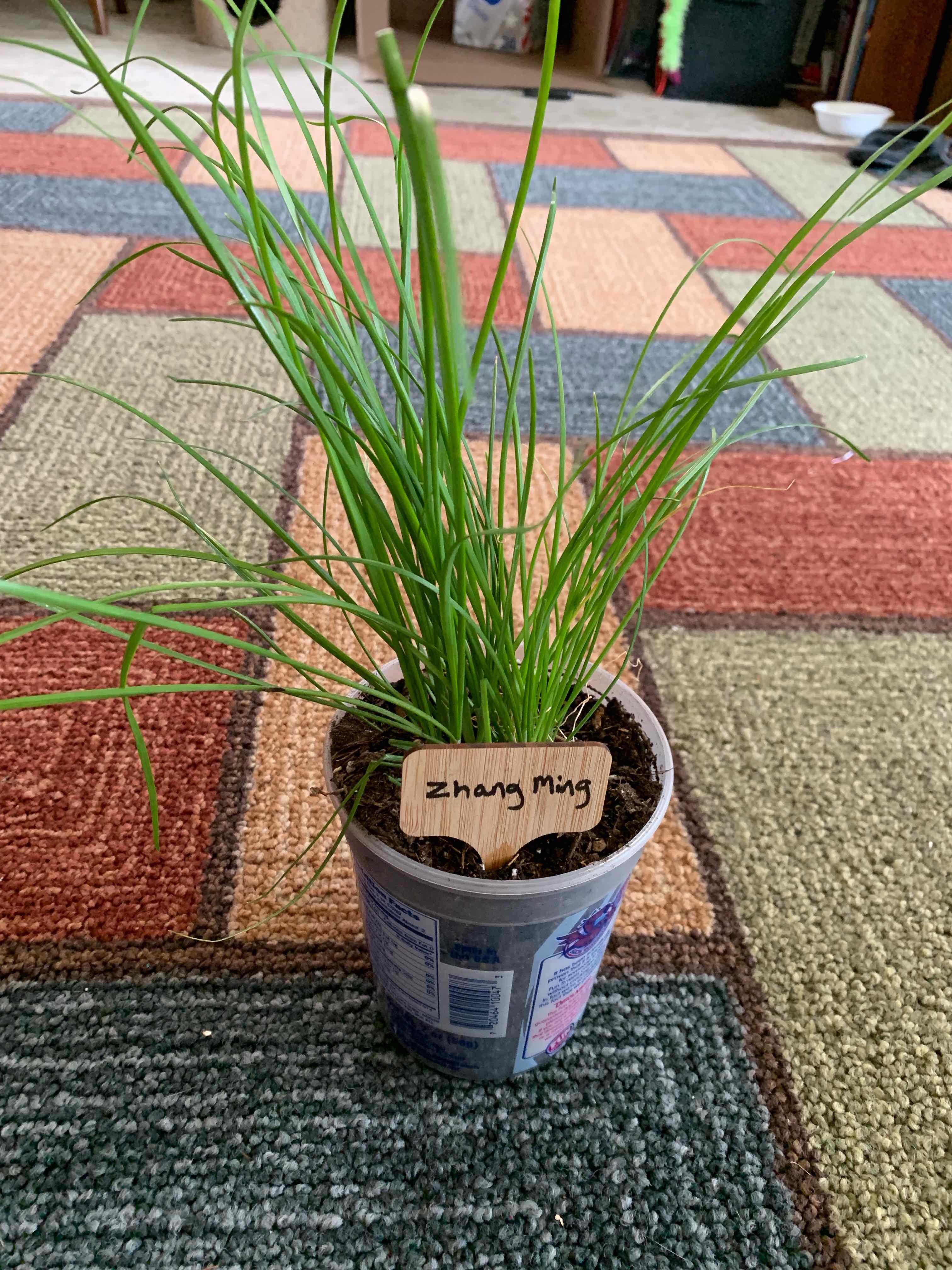 Potted Chinese Chives plant with green leaves and visible soil.
