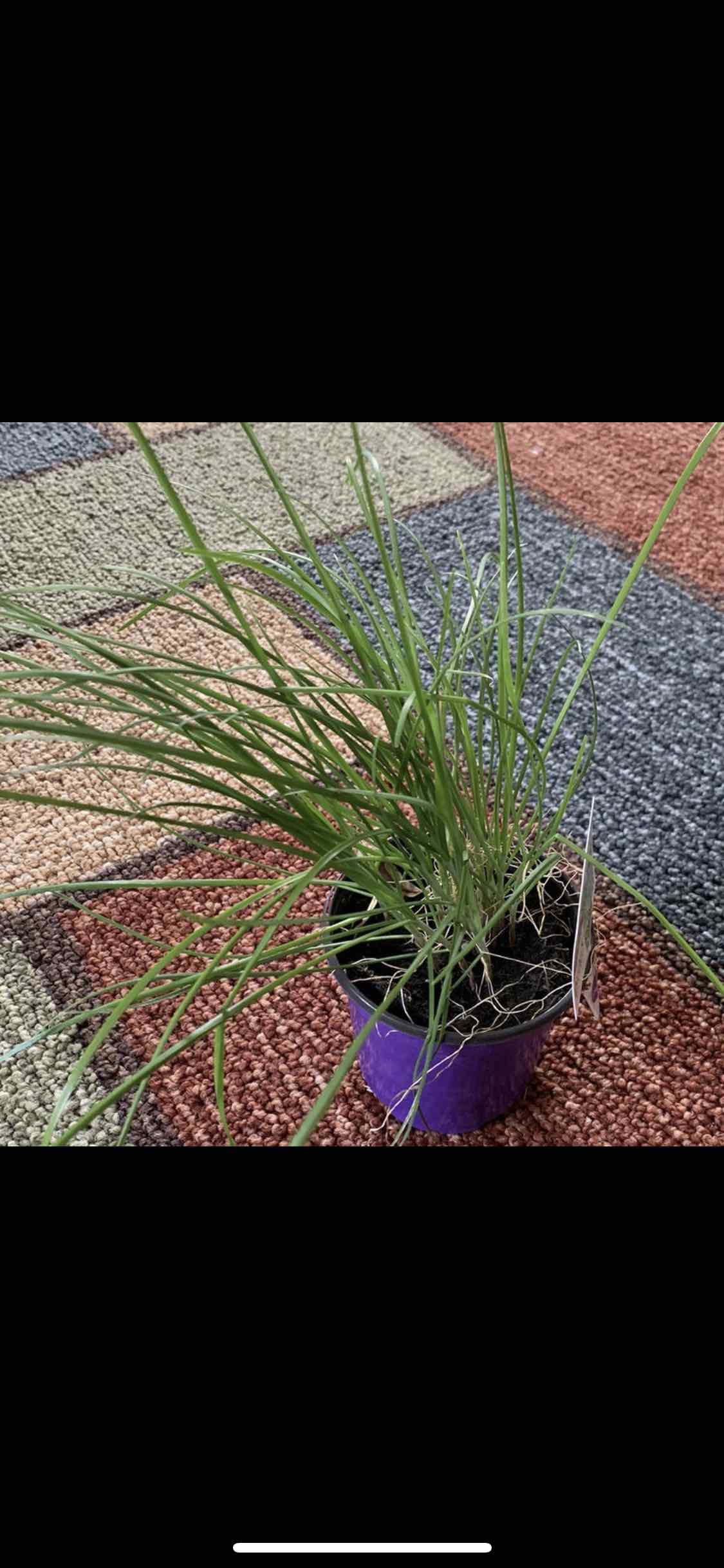 Potted Chinese Chives plant with long, slender green leaves in a purple pot.