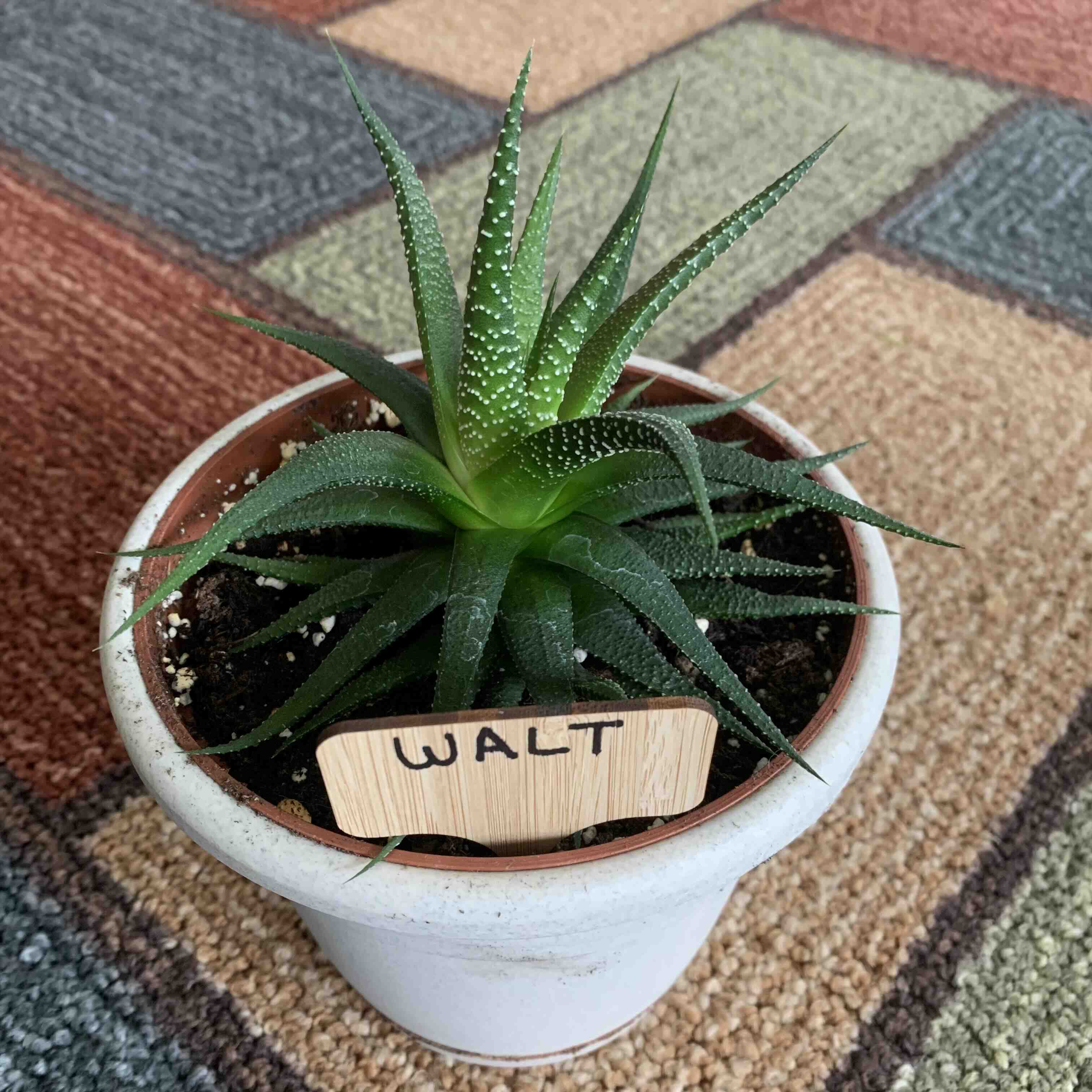 Blurry image of a Climbing Aloe plant.