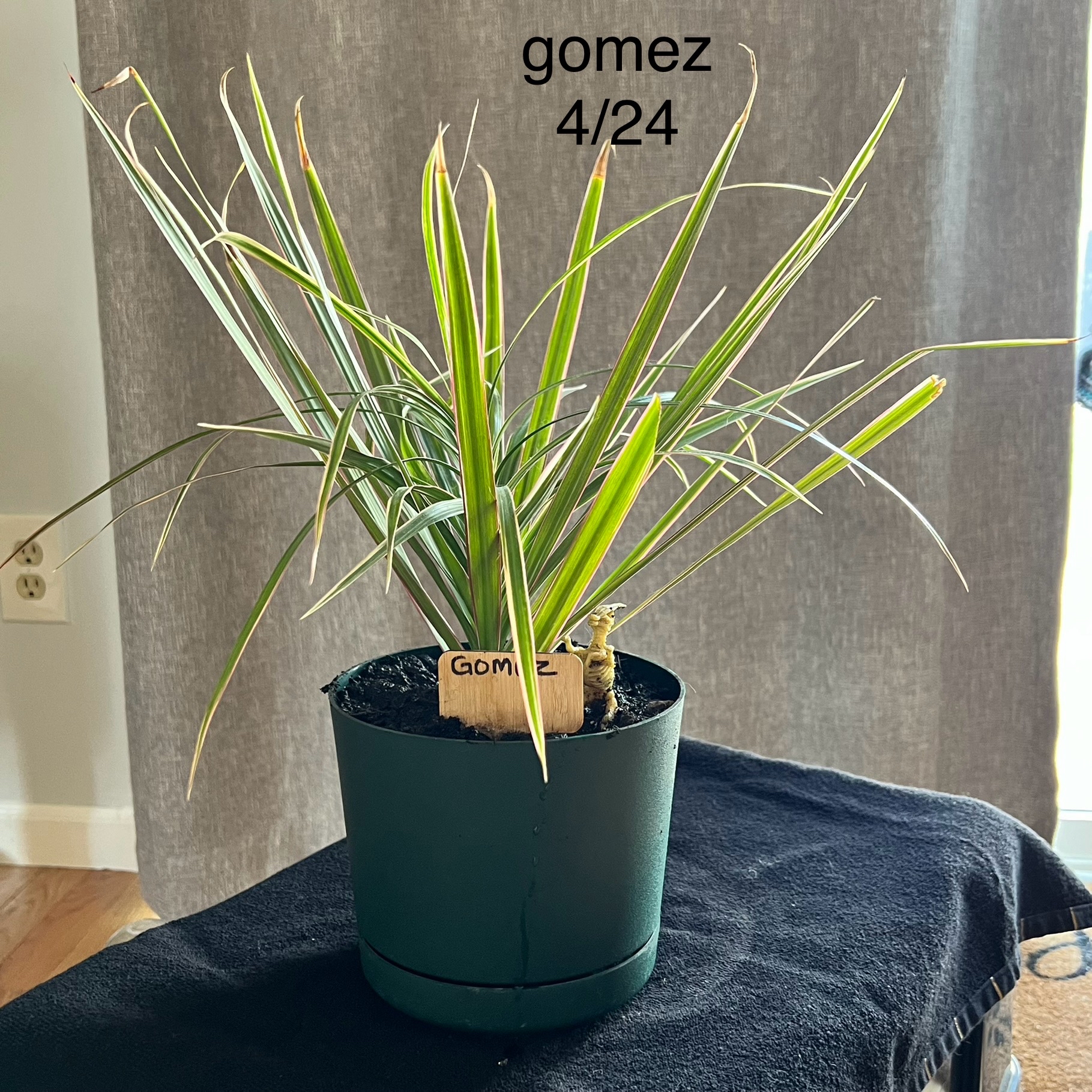 Healthy young Song of India plant with striped green and yellow leaves growing in a green pot, photographed against gray cloth.