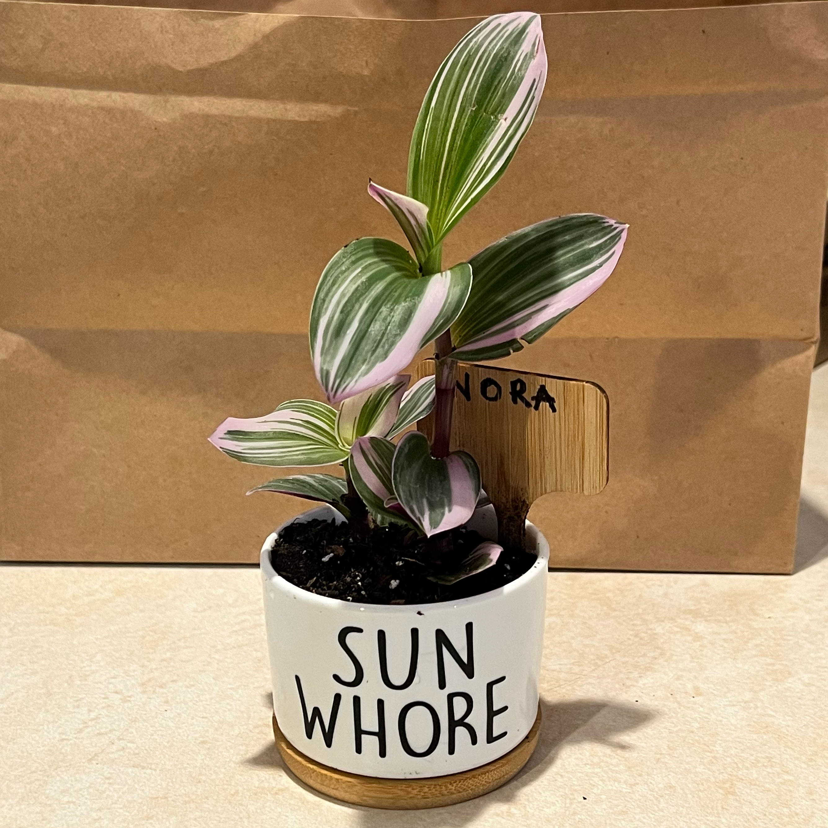 Tradescantia Nanouk plant in a small pot with vibrant green and pink variegated leaves.