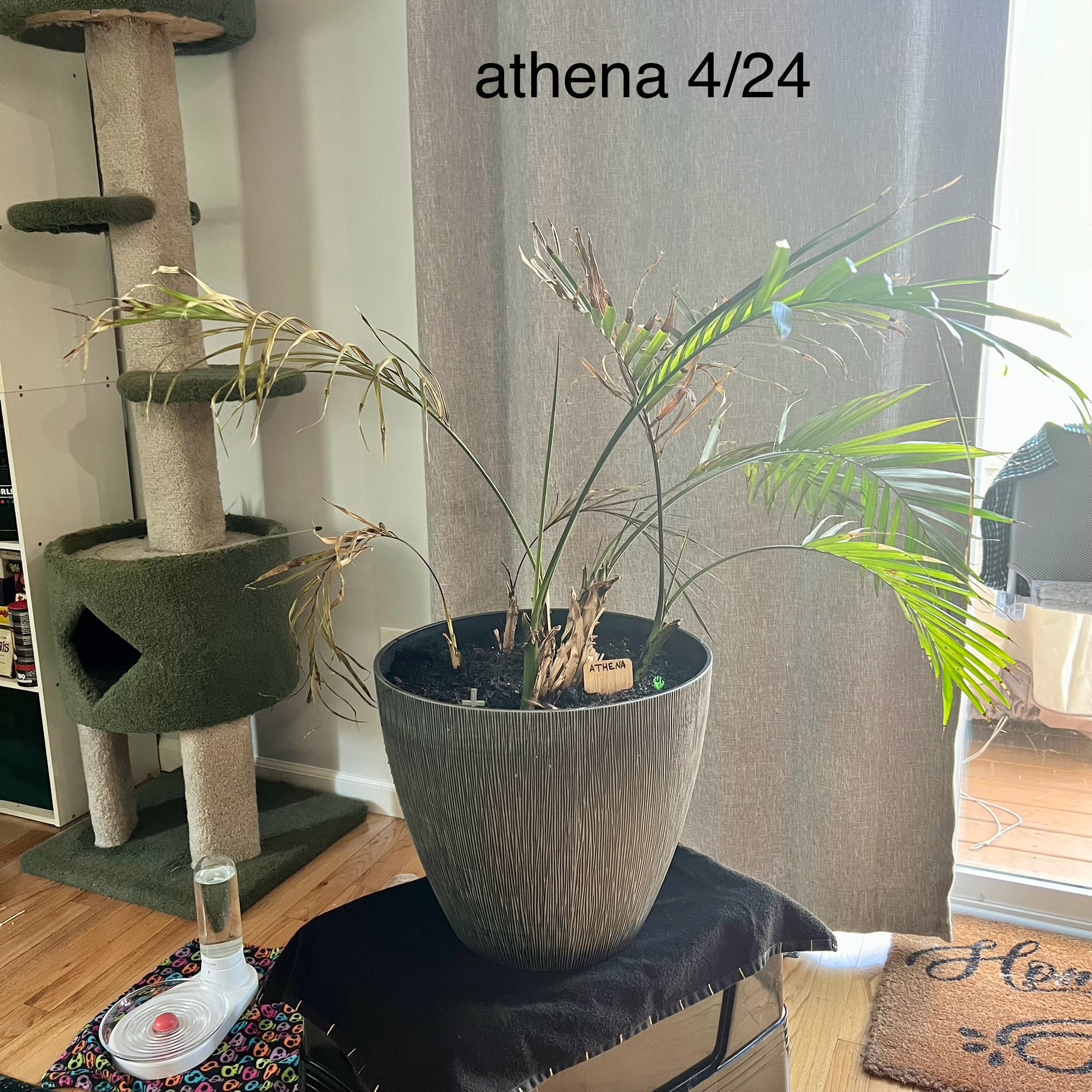 A healthy young Cat Palm in a grey ceramic pot, sitting on a woven mat indoors. The image has a date overlay of '4/24'.