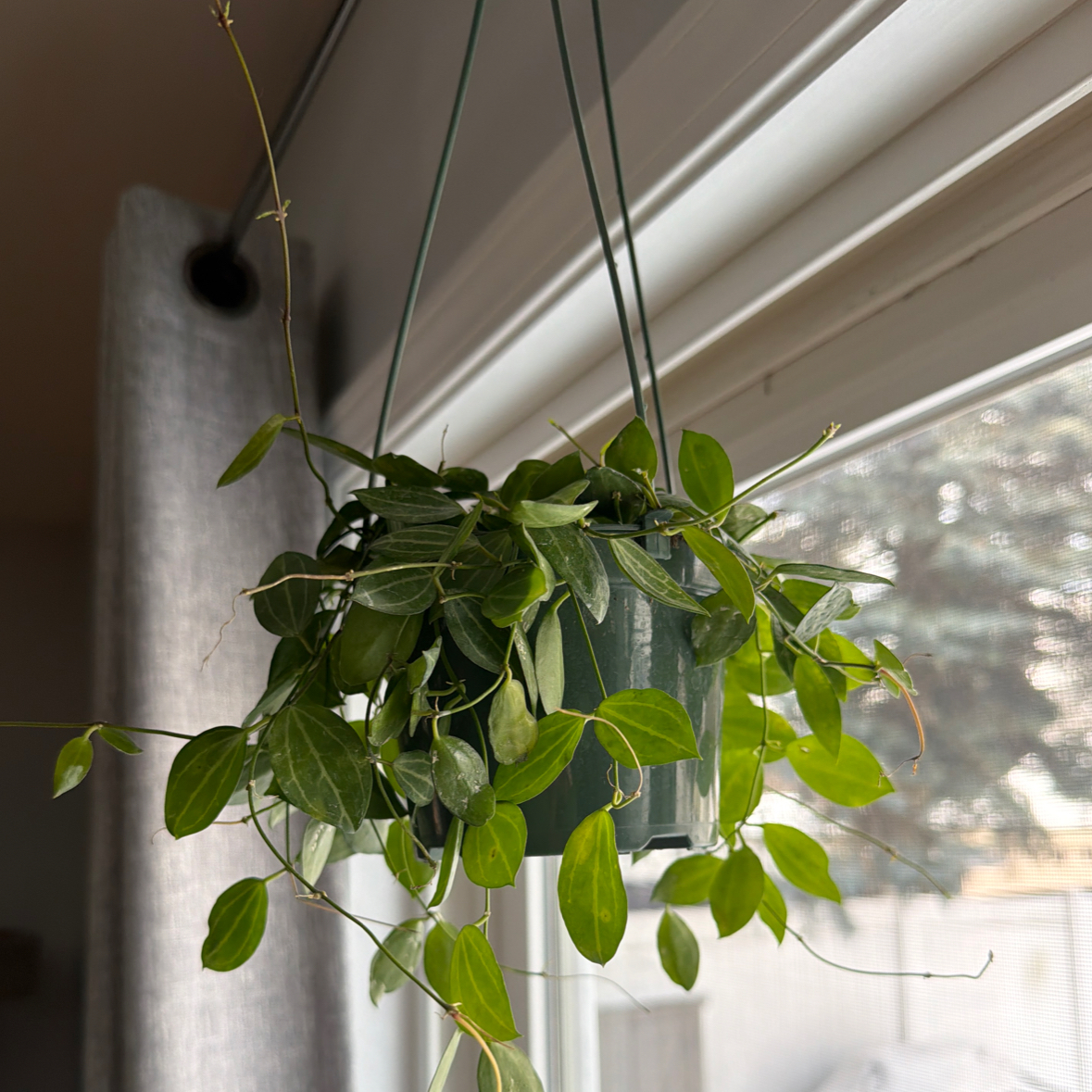 Photo of the plant species Watermelon Dischidia by @kyla named Marley on Greg, the plant care app