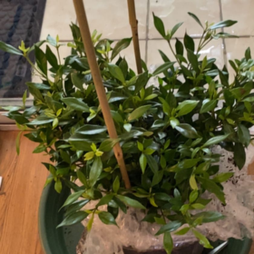 Photo of the plant species Kleim's Hardy Gardenia by @CosmicAsianrice named Girlfrond on Greg, the plant care app