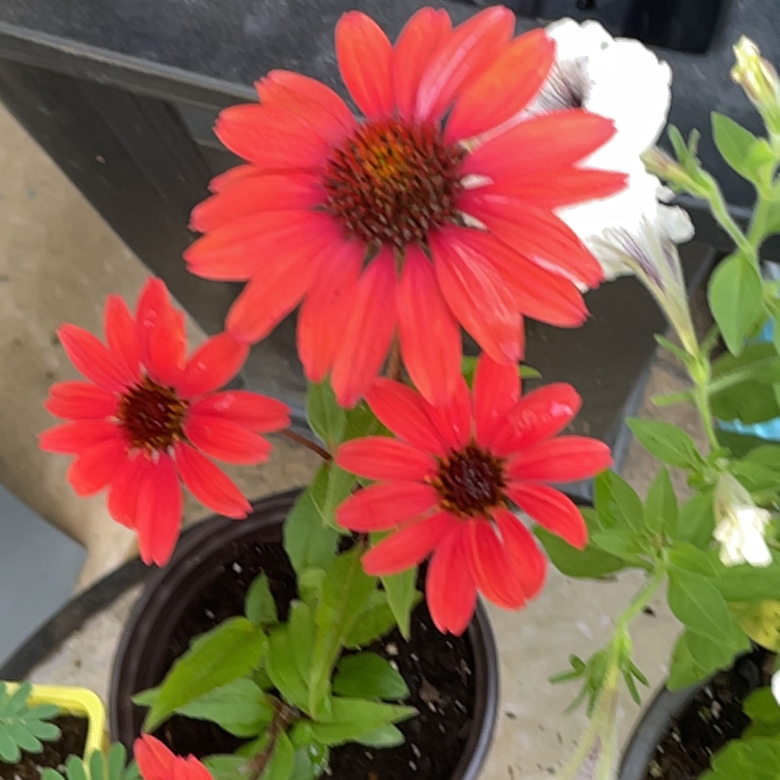 Photo of the plant species Sombrero Coneflower by @Gothhippy named Xena on Greg, the plant care app
