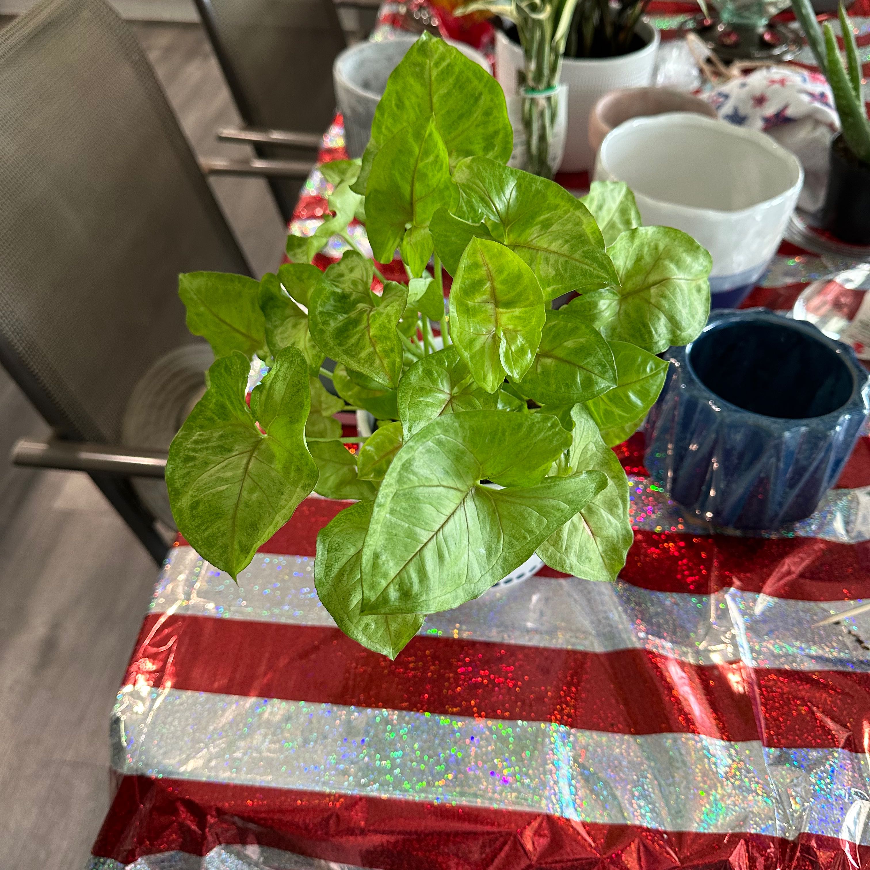 Photo of the plant species Mango Allusion Arrowhead Plant by @Lacey named Syngonium - Mango on Greg, the plant care app