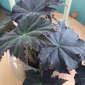 Photo of the plant species Hardy Begonia by @QuemefulRedhill named Gobi on Greg, the plant care app