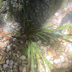 Photo of the plant species Tampa Butterfly Orchid by @SinewyFuchsia named Hemingway on Greg, the plant care app