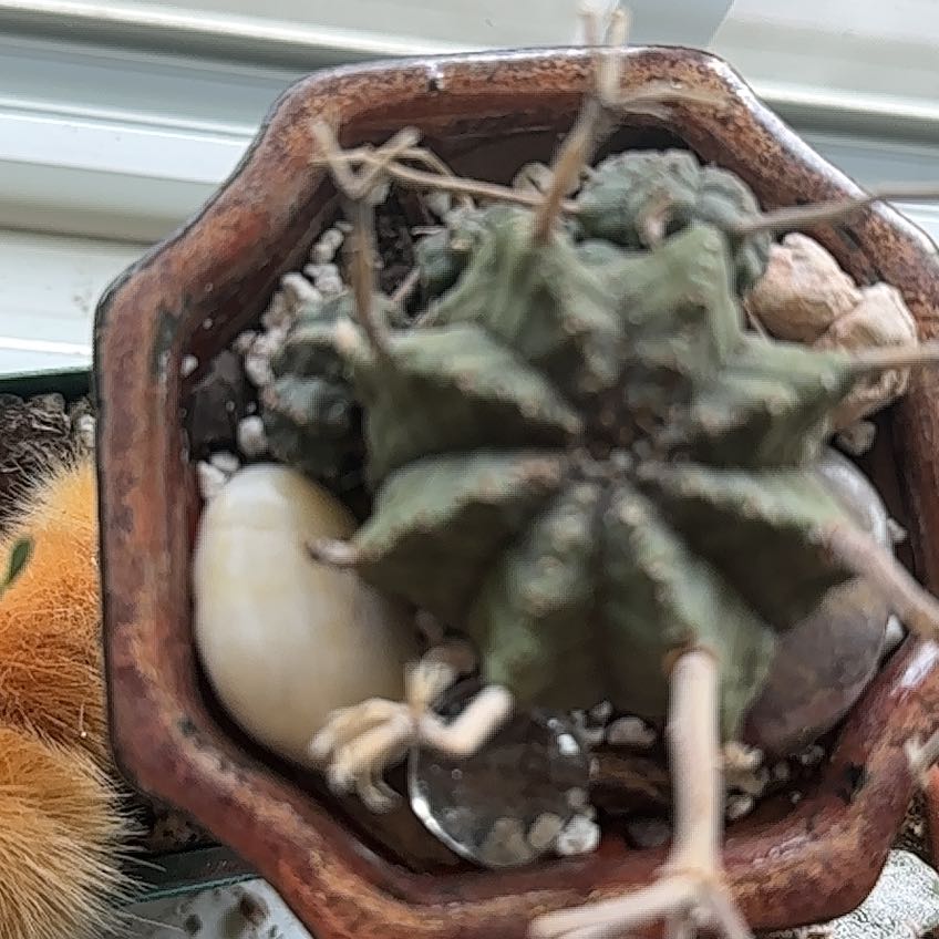 Photo of the plant species Goat's Horn Cactus by @DollSugarcane named Sproutacus on Greg, the plant care app