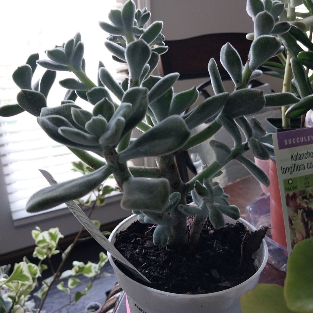 Photo of the plant species White Chenille Plant by @ReliableLilac named Frosty on Greg, the plant care app